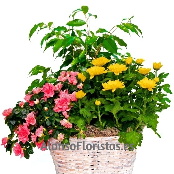 Cesta Plantas Variadas