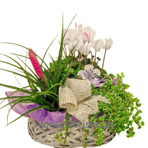 Cesta de Plantas