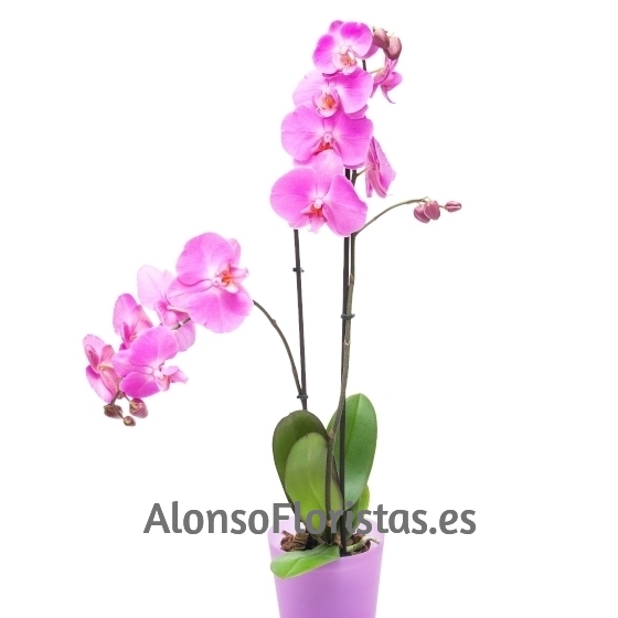 Orquídea Phalaenopsis