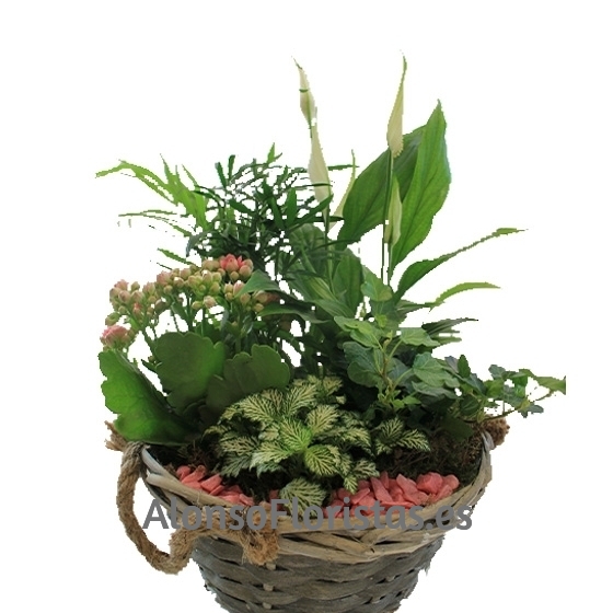 Cesta de plantas