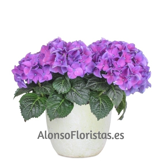 Planta Hortensia