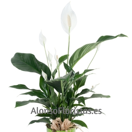 Planta Spathiphyllum