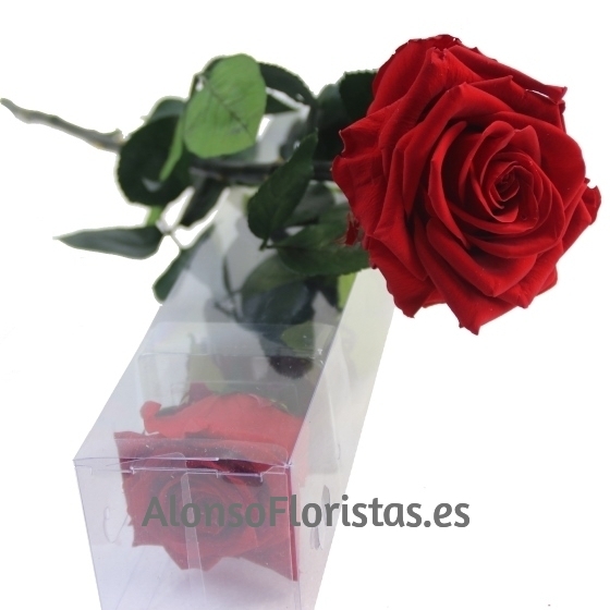 Rosa Preservada