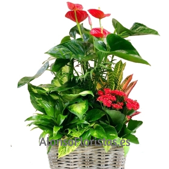Cesta Plantas Variadas
