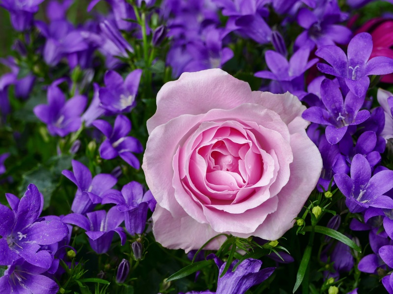 Flores Día de la Mujer