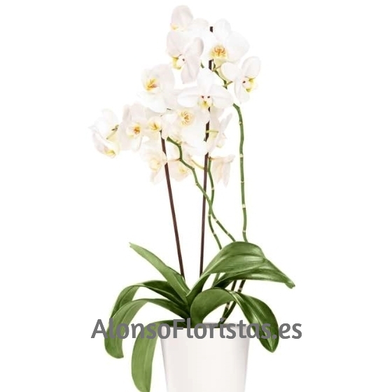Orquídea Blanca plata