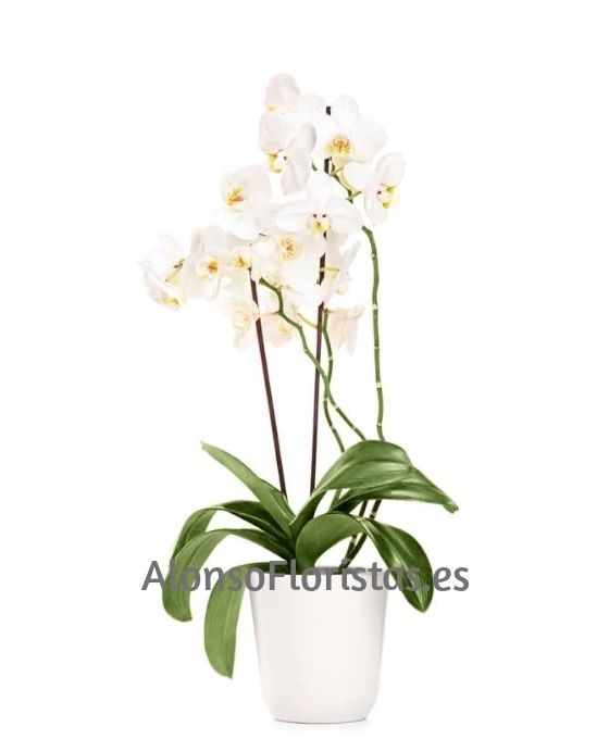 Orquídea Blanca plata