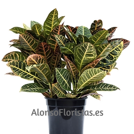 Planta para regalo
