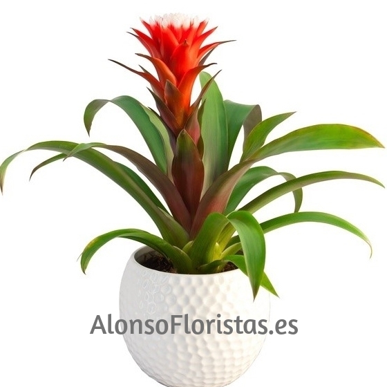 Planta Guzmania con cerámica