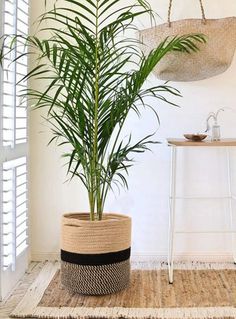 enviar plantas de regalo, plantas de regalo a domicilio, floristería online, plantas bonitas para regalar, floristería España, floristería internacional