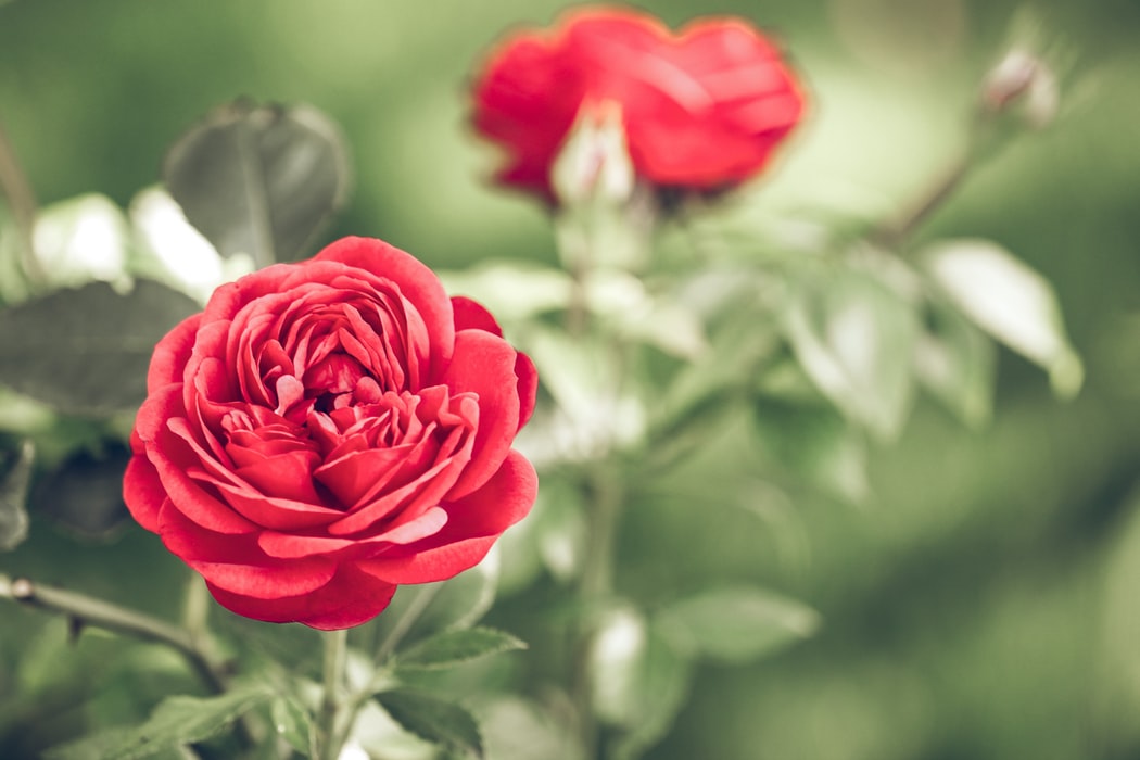 Flores para Madrid