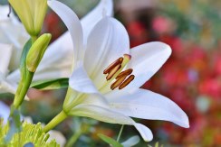 Plantas para regalar Cesta Plantas México, Comprar Flores Online, Envíos Florales Urgentes, Cesta de Plantas para Regalar, Plantas de Decoración