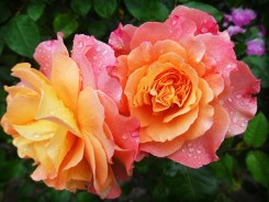 tienda de flores online, ramos de flores online, ramos a domicilio, ramos de flores para nacimiento, plantas para el hospital, plantas para un nacimiento