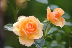 envio de flores a domicilio madrid flores para cumpleaños, enviar flores urgentes para cumpleaños, flores cumpleaños, flores para felicitar