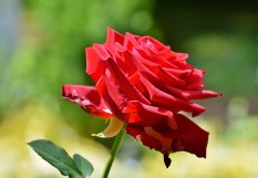 flores para funeral, ramos de funeral, coronas para funeral, corazones de funeral, cruces para funeral