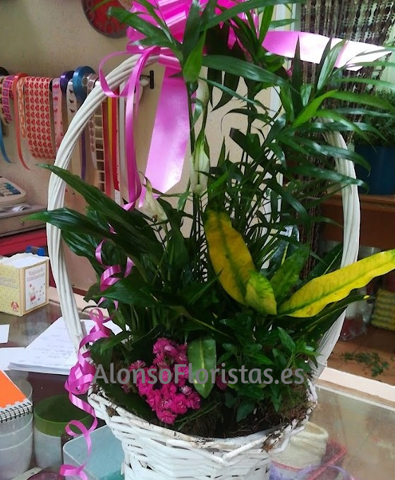 Cestas de plantas con envío a domicilio
