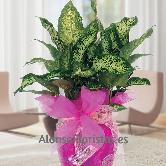 Regalar Planta